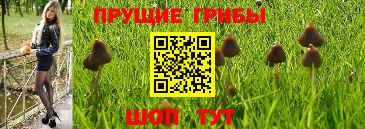 Галлюциногенные грибы Psilocybine cubensis Красноярск